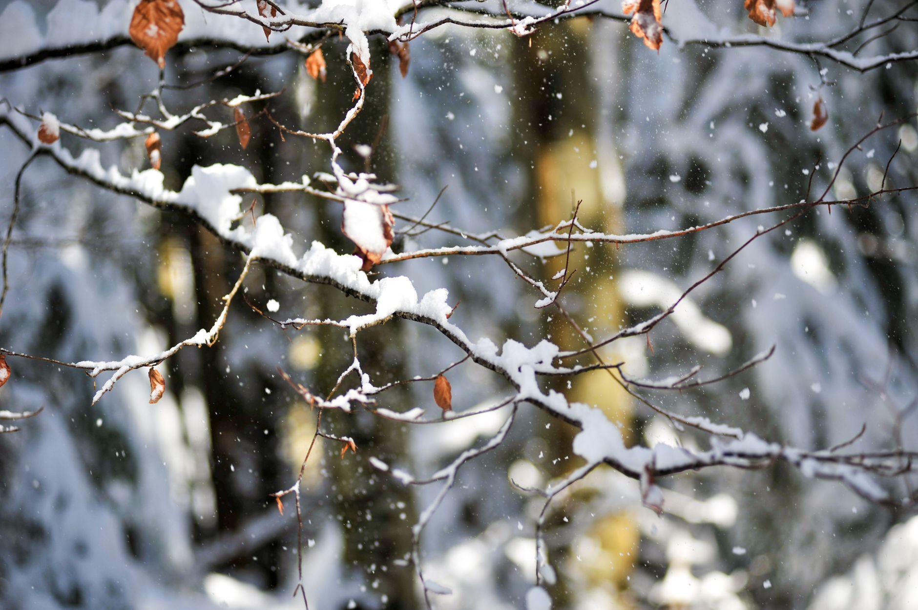 Winter Season